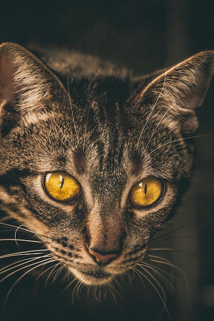 A close-up of a domestic tabby cat with yellow eyes, showing detailed fur markings in shades of brown, black, and gray. The cat's face is centered with alert ears slightly angled forward, and its whis